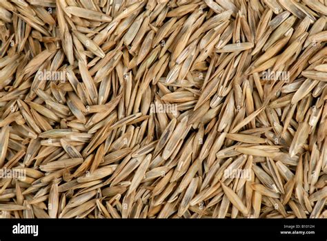 Lawn Grass Seed Including Ryegrass Lolium Sp Stock Photo Alamy