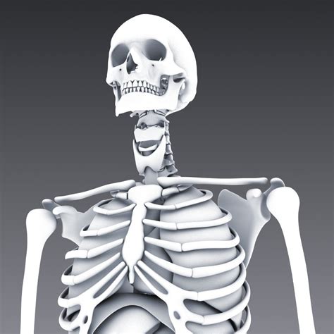 Human Anatomy Animated Skeleton Internal Organs 3d Model In Anatomy