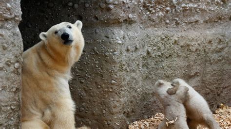 Twin Baby Polar Bears Make Their Munich Zoo Debut Photos