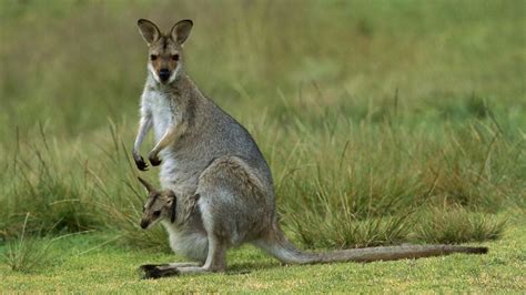 Цікаві факти про кенгуру Цікавинки про кенгуру