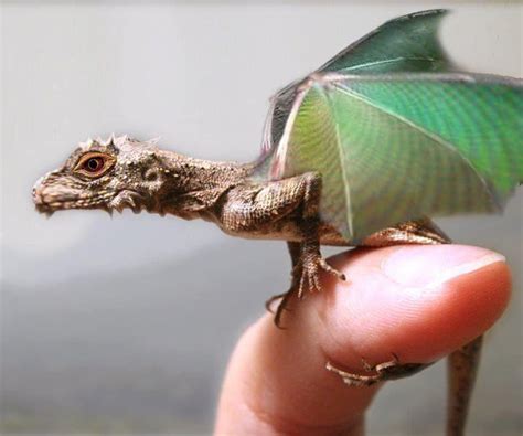 Check spelling or type a new query. beautiful | Dragons | Pinterest