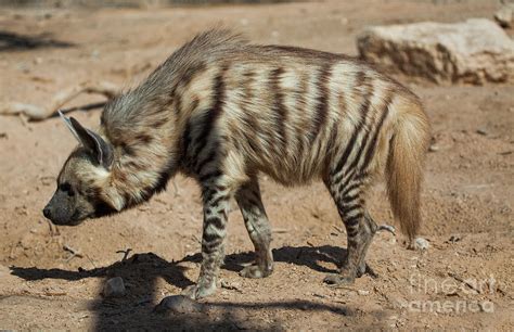 Striped Hyena Hyaena Hyaena M2 Photograph By Eyal Bartov Pixels