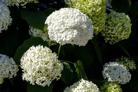 Hydrangea Blooms Free Stock Photo Public Domain Pictures