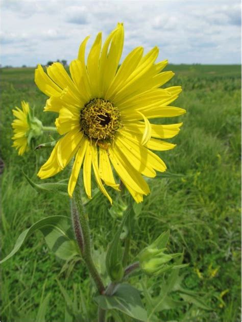 The Compass Plant Is Blooming This Large Tall Grass Prairie Native