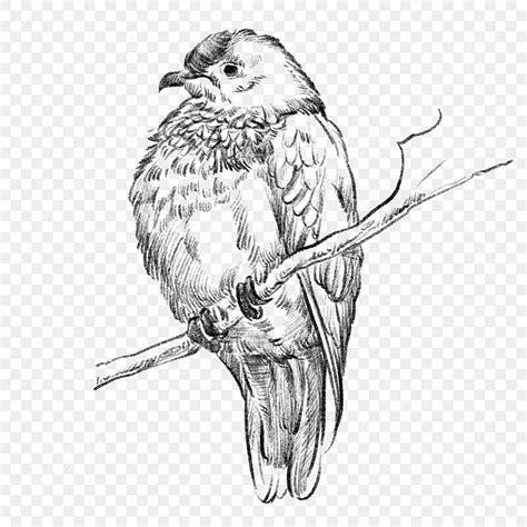 Black And White Line Drawing Sketch Bird Bird Animal Hand Drawn