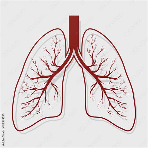 Human Lung Anatomy Illustration Stock Vector Adobe Stock