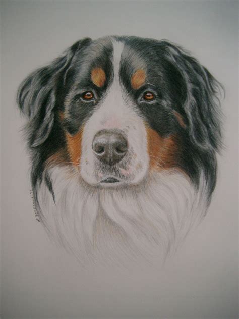 Bernese Mountain Dog Done In Watercolorcolored Pencil Commissioned