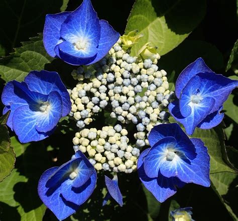 Blue Hydrangea Flowers In Nature Free Image Download