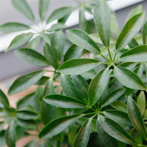 Mines looking exactly like this. umbrella plant - Porch Light