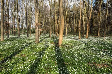 Roys Nature Logbook Woodland Wonder