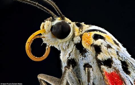 Stunning Close Up Photography Reveals The Alien Beauty Of Butterflies