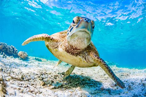 Check spelling or type a new query. Infos zum Great Barrier Reef — secret-travel.guide