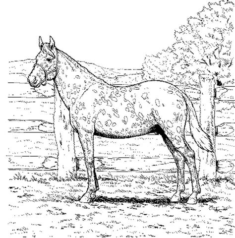 Printable Coloring Pictures Of Horses Printable World Holiday