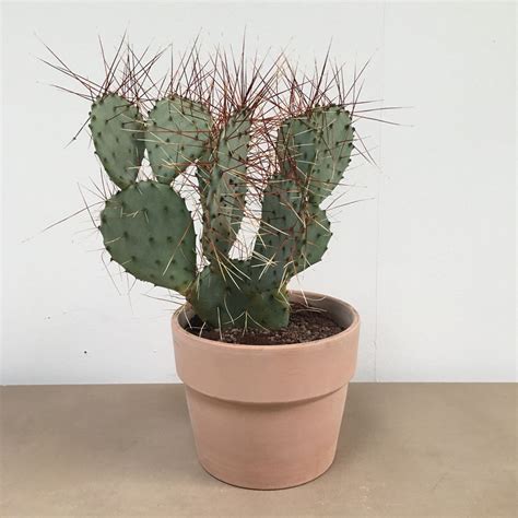 Cactussucculent Gemengd In Terracotta Pot Tuincentrum Pelckmans