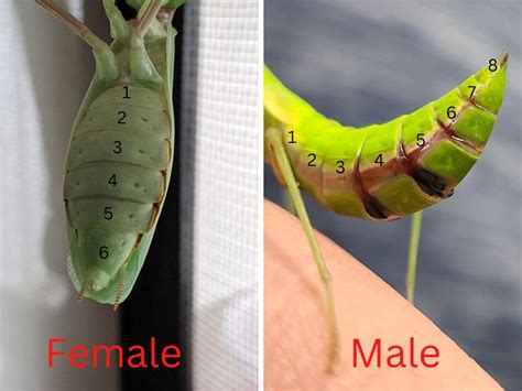 Praying Mantis Gender How To Identify Male Or Female