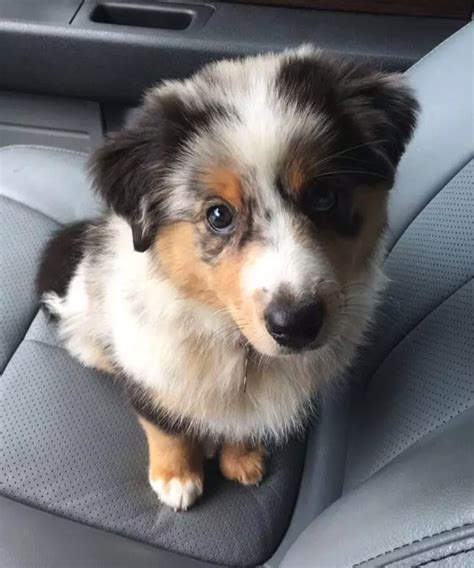 17 Reasons Why Australian Shepherds Are The Worst Dog Breed
