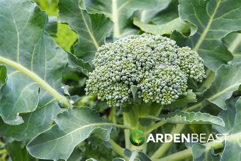 Broccoli Companion Plants Best Options To Grow Alongside Broccoli