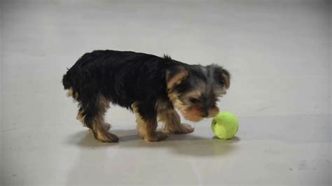 Beautiful f1 cockapoos for sale. Yorkie-Poo Puppies For Sale - YouTube