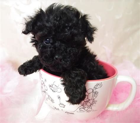 Cute Puppy Pictures Of Black Toy Poodle Pups