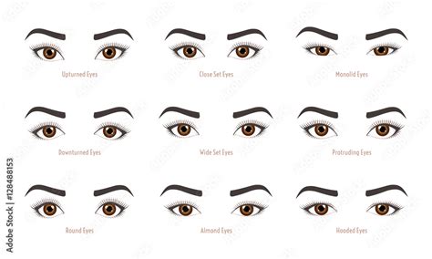 Various Types Of Woman Eyes Set Of Vector Eye Shapes Collection Of