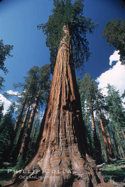 Giant Sequoia Tree Sequoiadendron Giganteum Mariposa Grove Yosemite