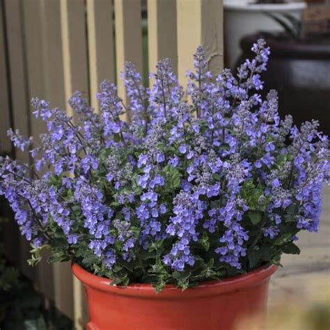 Nepeta Picture Purrfect PPAF Walters Gardens Inc In 2022 Plants