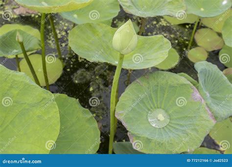 Lotus Emerge Stock Photo Image Of Flora Petal Pond 77212166