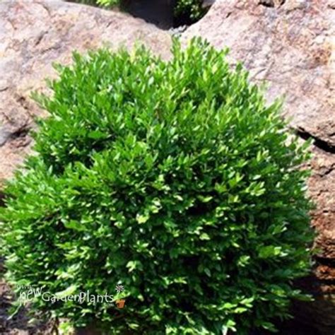 Buxus Green Velvet Boxwood New Garden Plants