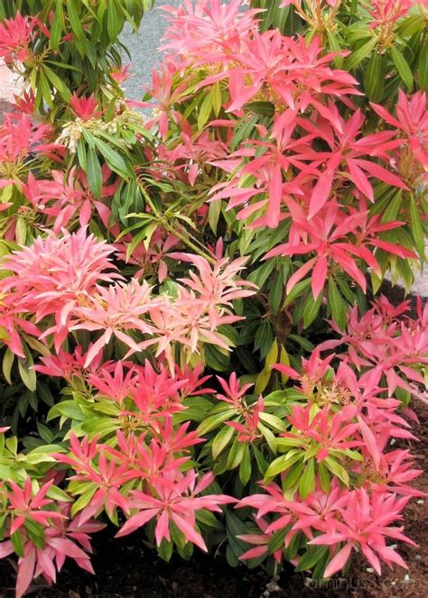 Japanese Pieris Foliage Color This Is One Awesome Broad Leaf Evergreen