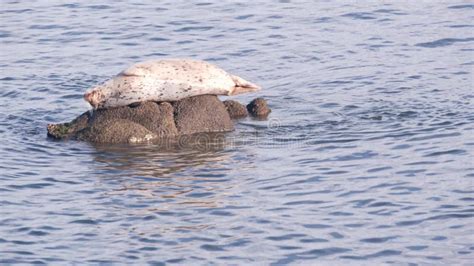 Wild Spotted Fur Seal Sleep On Rock Pacific Harbor Sea Lion Resting