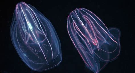 Untangling Comb Jelly Culture Deep Sea Creatures Bioluminescent