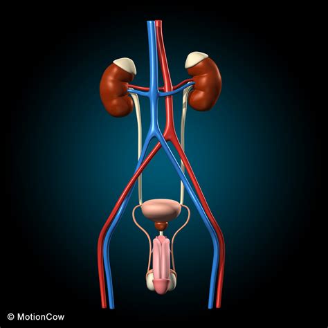 Male Reproductive Urinary System Motioncow