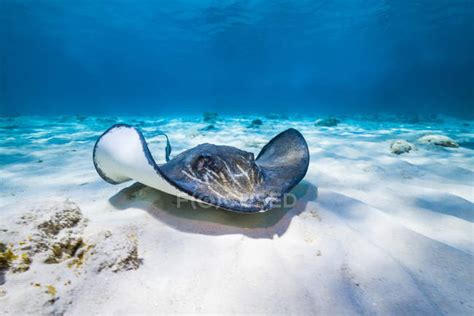 Stingray Swimming In Grand Cayman — Ocean Myliobatiforme Stock Photo