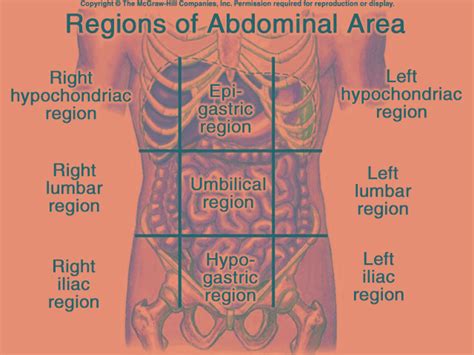 There are lymph glands in the lower back. TERMS PERTAINING TO THE BODY AS A WHOLE at Eastern ...