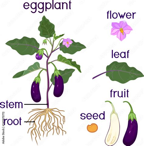 Parts Of Plant Morphology Of Eggplant With Fruits Green Leaves Roots