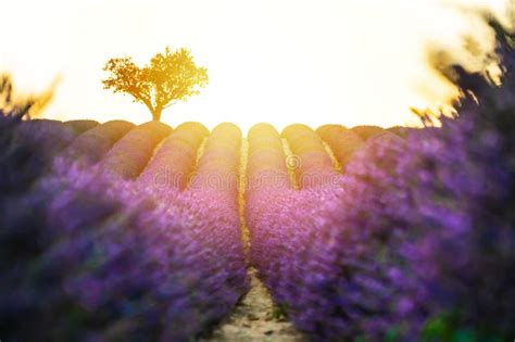 Closeup Lavender Field At Sunset With Lonely Tree In Background Stock