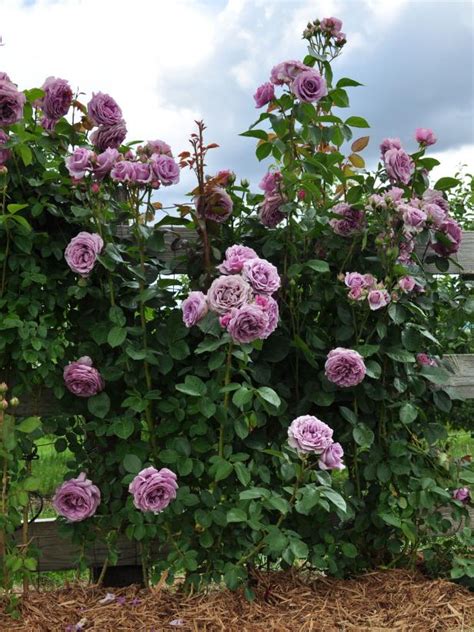 10 Beautiful Easy To Grow Climbing Roses For Your Garden Hgtv