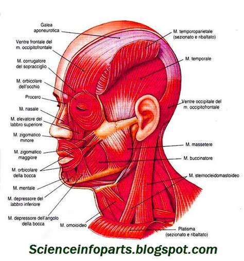 Muscles Of The Head Science Biologyhuman And Body Parts Best
