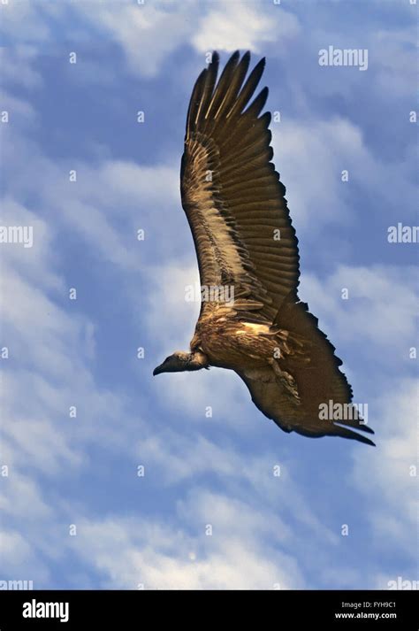 Griffon Vulture Gyps Fulvus In Flight Gamla Israel Stock Photo Alamy