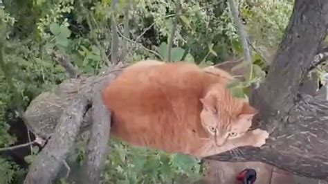 Cat Stuck In Tree For Three Days—see The Gopro Rescue