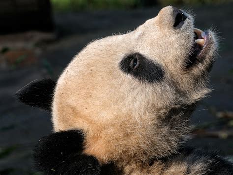 Vanishing Cultures Photography Giant Panda Teeth