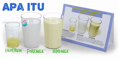 Sekitar 20% dari tubuh kita terdiri dari protein. Apa Itu Foremilk dan Hindmilk Susu Ibu? - Celoteh Ummi