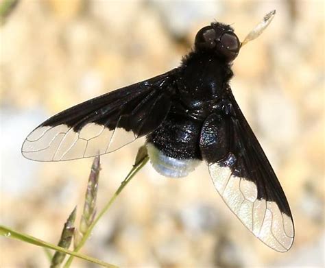 Black Bee Fly With White Tail End Anthrax Georgicus Bugguidenet