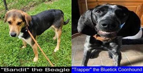 Breed Comparison Beagle Versus Bluetick Coonhound Good Beagles