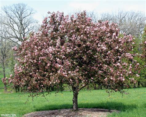 Colorful buds & petite ornamental apples adorn these small, attractive trees. Selkirk Crabapple - Malus 'Sekirk' - North American ...