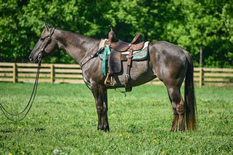 Gorgeous Aqha Registered Grulla Mare Well Broke Well Trained And Smart