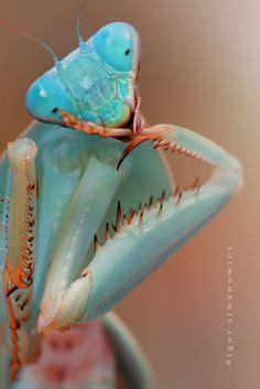 Giant Malaysian Shield Mantis Praying Mantis Insects Beautiful Bugs