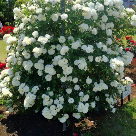 Summer Snow Rose Tof Gardens