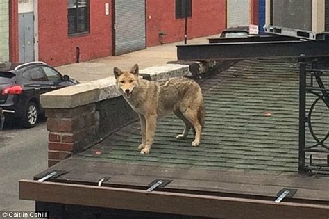 Coyote Gives New York Cops The Runaround For More Than An Hour In
