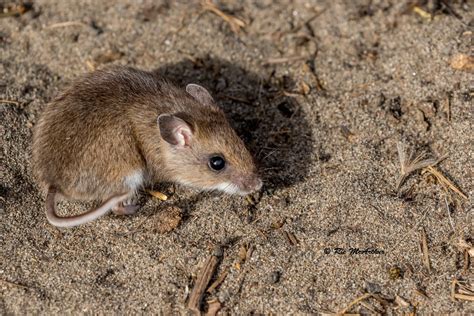 White Footed Mouse